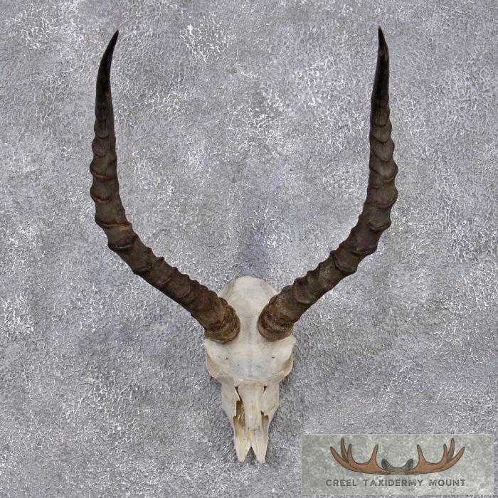 African Impala Skull & Horns