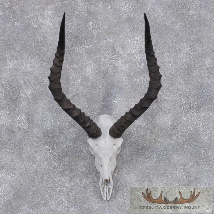 African Impala Skull & Horns