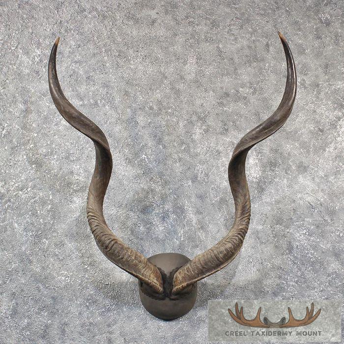 Greater Kudu Horn Plaque