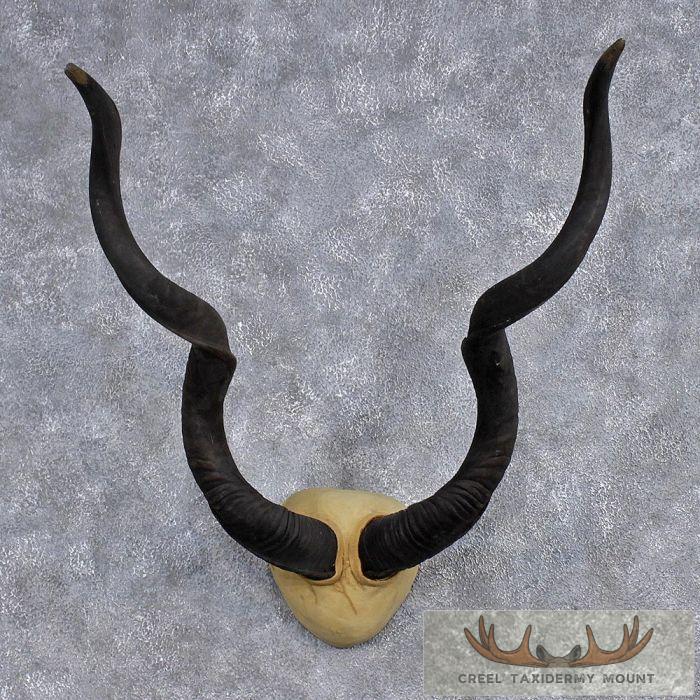 Greater Kudu Horn Plaque