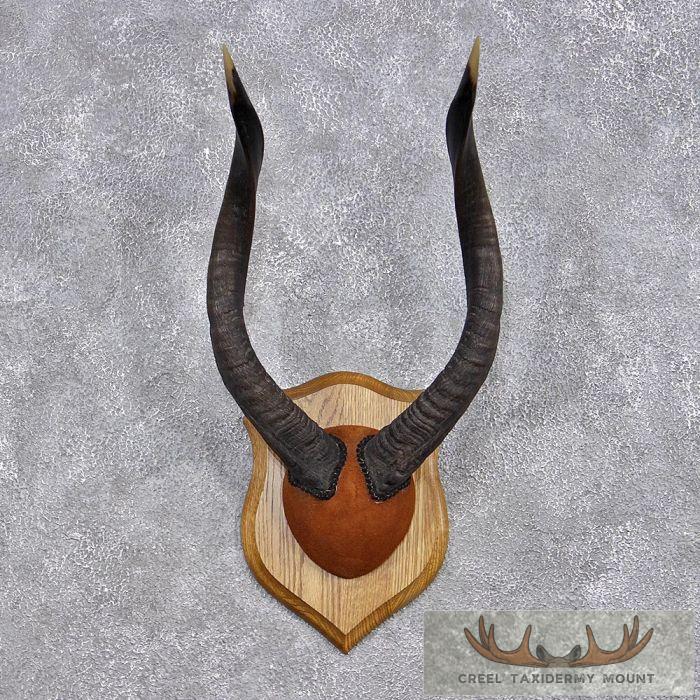African Nyala Horn Plaque
