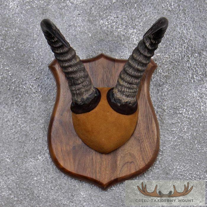 Reedbuck Horn Plaque Taxidermy Mount For Sale