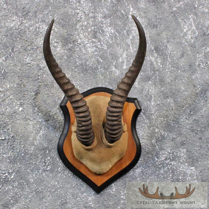 Springbok Antler Plaque Taxidermy Mount For Sale