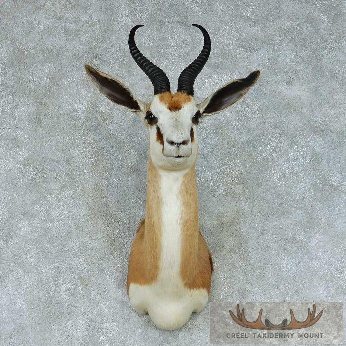 Springbok Taxidermy Shoulder Mount For Sale - Creel Taxidermy
