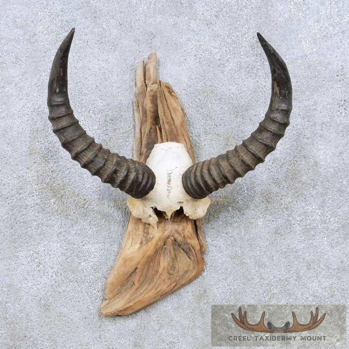 African Tsessebe Horns Taxidermy Mount For Sale