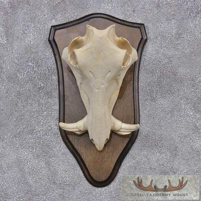 Warthog Skull & Tusks Taxidermy Mount For Sale