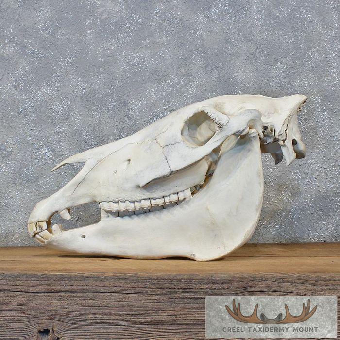 Burchell's Zebra Skull Taxidermy For Sale