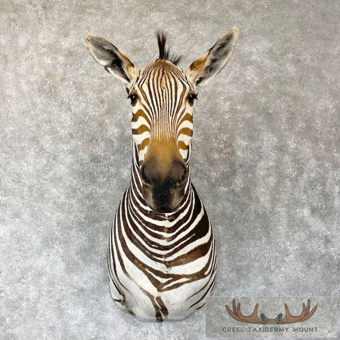 African Burchell's Zebra Taxidermy Shoulder Mount For Sale