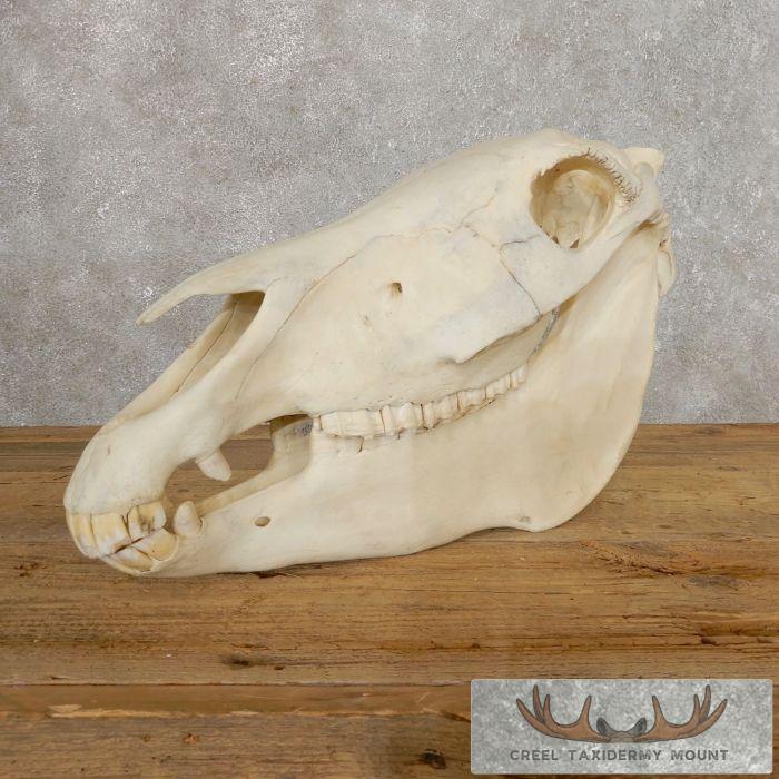 Burchell's Zebra Skull Taxidermy For Sale