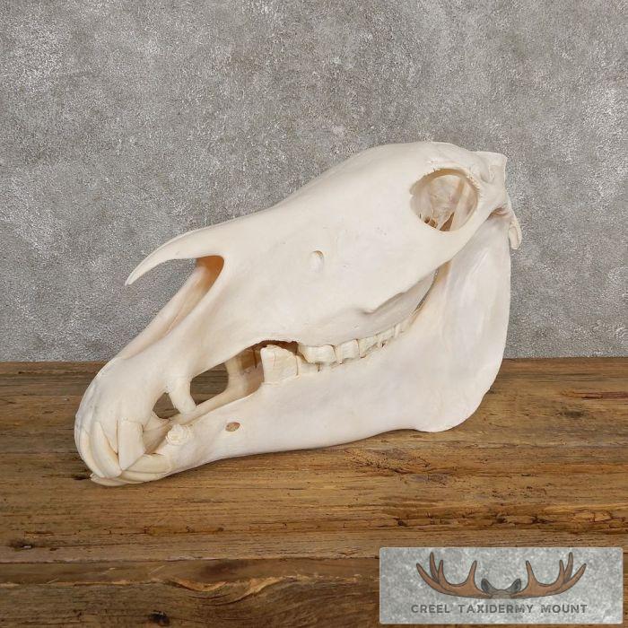 Burchell's Zebra Skull Taxidermy For Sale
