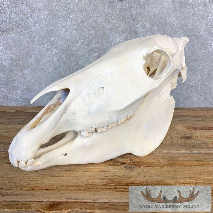 Burchell's Zebra Skull Taxidermy For Sale