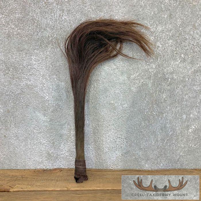 African Cape Buffalo Fly Swatter For Sale