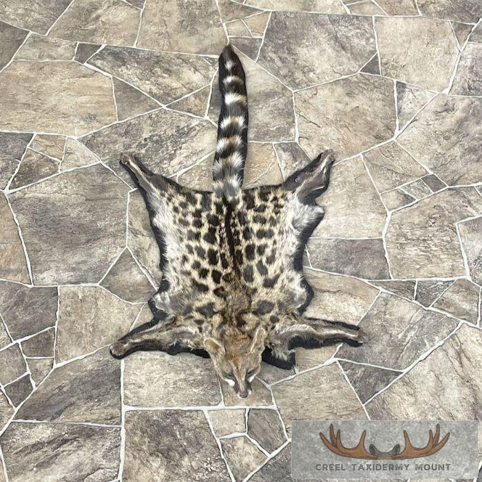 African Genet Cat Full Size Taxidermy Rug For Sale