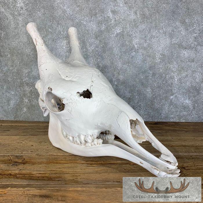 African Giraffe Full Skull Taxidermy Mount For Sale