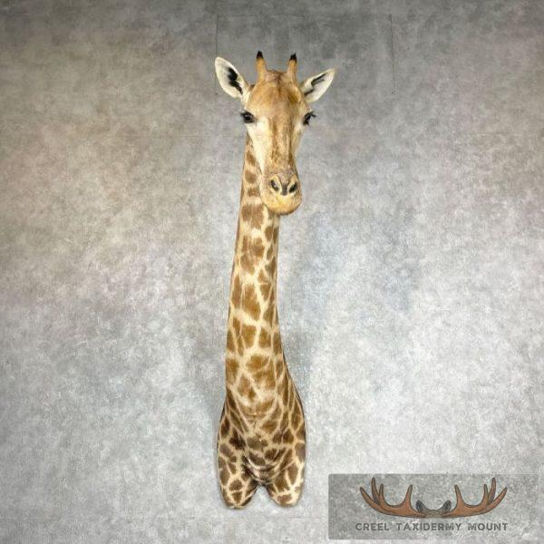 African Giraffe Taxidermy Shoulder Mount For Sale