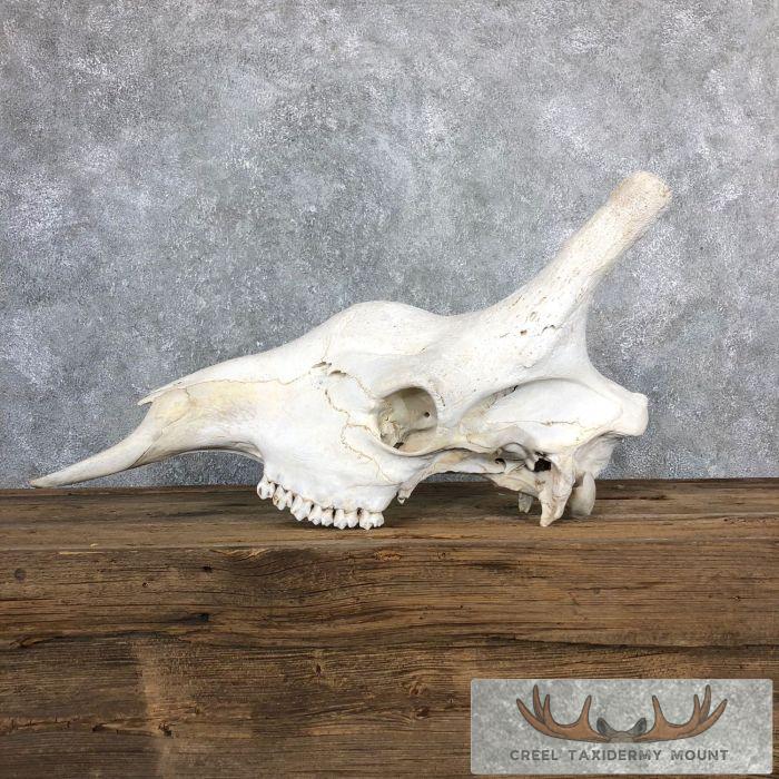 African Giraffe Skull Taxidermy Mount For Sale