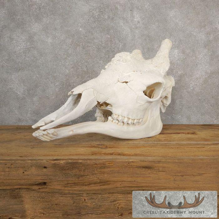 African Giraffe Full Skull Taxidermy Mount For Sale