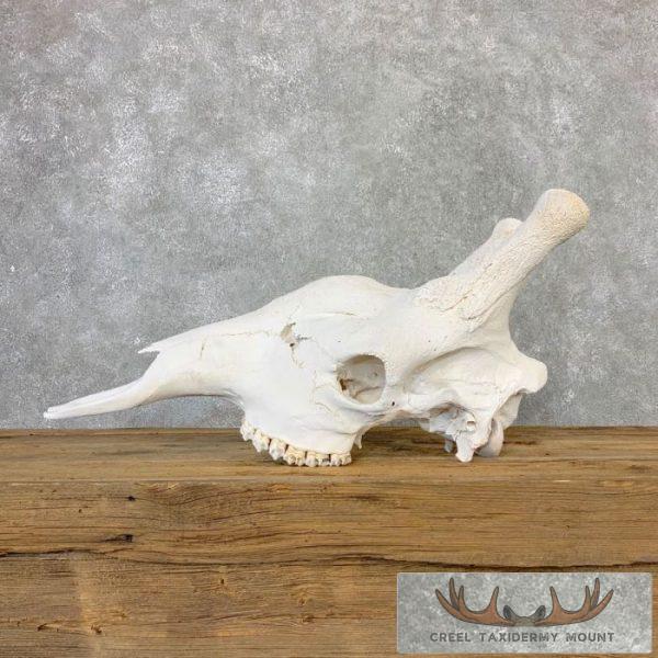 African Giraffe Skull Taxidermy Mount For Sale