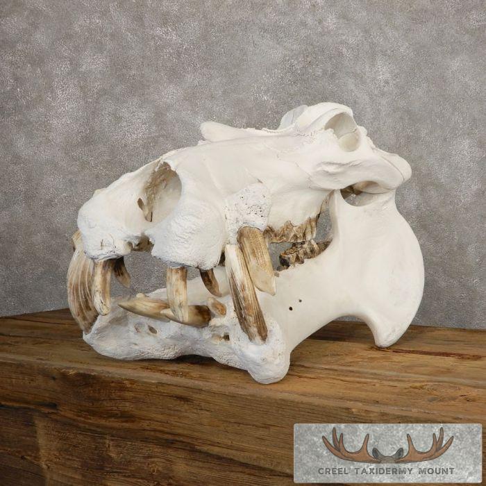 African Hippopotamus Full Skull Mount For Sale