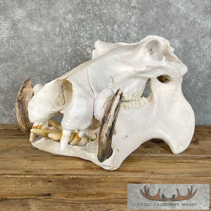 African Hippopotamus Full Skull Mount For Sale