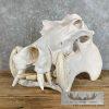 African Hippopotamus Full Skull Mount For Sale