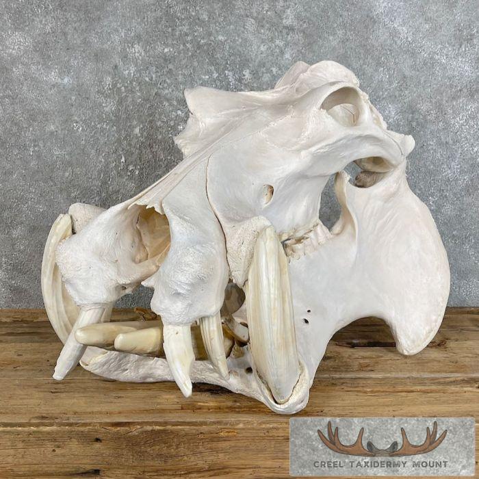 African Hippopotamus Full Skull Mount For Sale