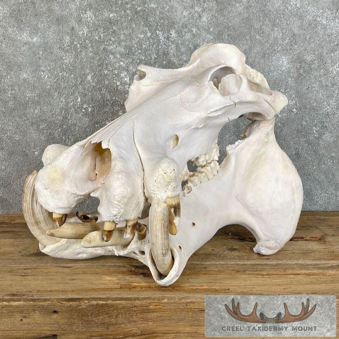 African Hippopotamus Full Skull Mount For Sale