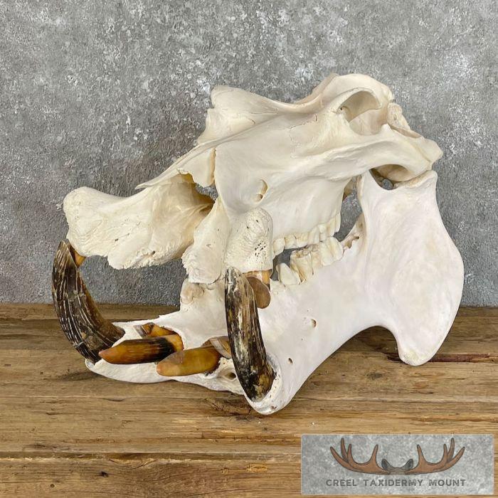 African Hippopotamus Full Skull Mount For Sale