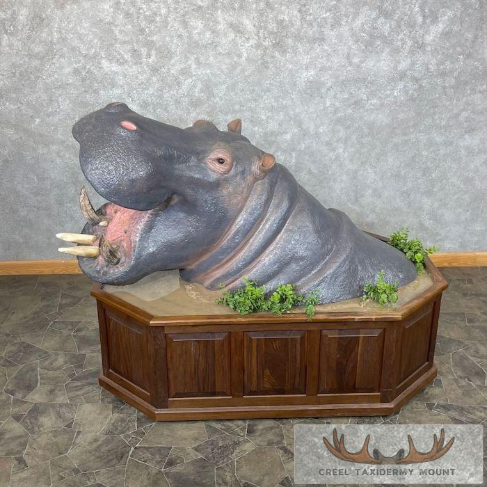African Hippopotamus Shoulder Pedestal Mount For Sale