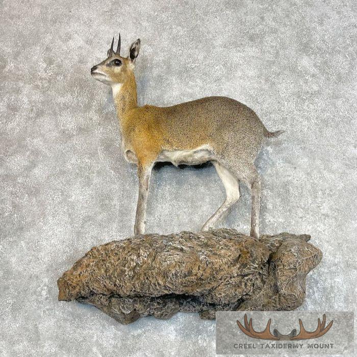African Klipspringer Life-Size Taxidermy Mount For Sale