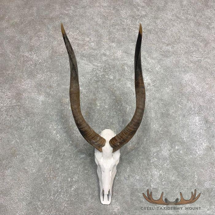 Nyala Skull & Horn European Taxidermy Mount For Sale