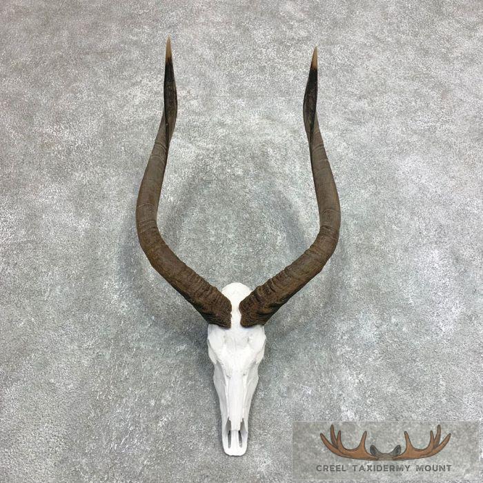 Nyala Skull & Horn European Taxidermy Mount For Sale