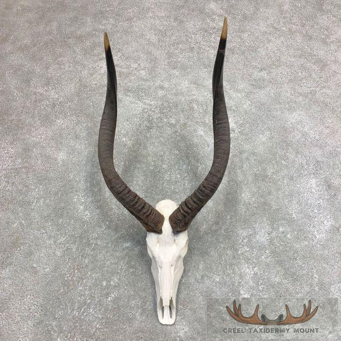 Nyala Skull & Horn European Taxidermy Mount For Sale
