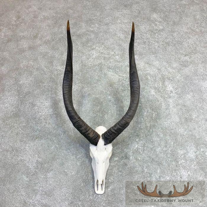 Nyala Skull & Horn European Taxidermy Mount For Sale