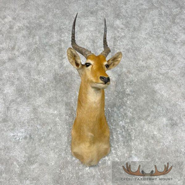 African Puku Antelope Taxidermy Shoulder Mount For Sale