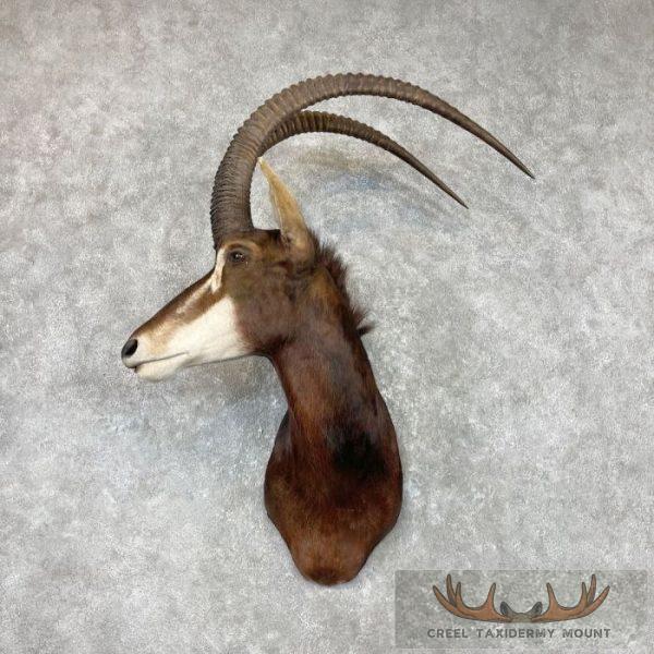 African Sable Antelope Taxidermy Shoulder Mount For Sale