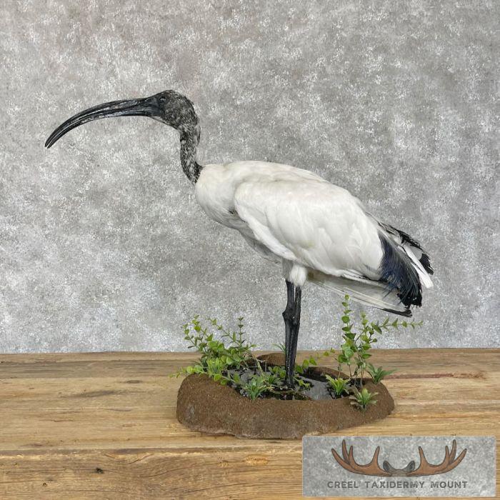 African Sacred Ibis Taxidermy Bird Mount For Sale