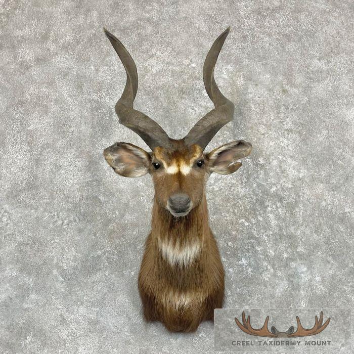 African Sitatunga Taxidermy Shoulder Mount For Sale