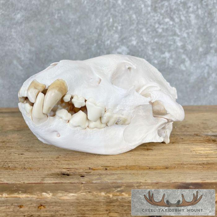African Spotted Hyena Taxidermy Skull Mount For Sale