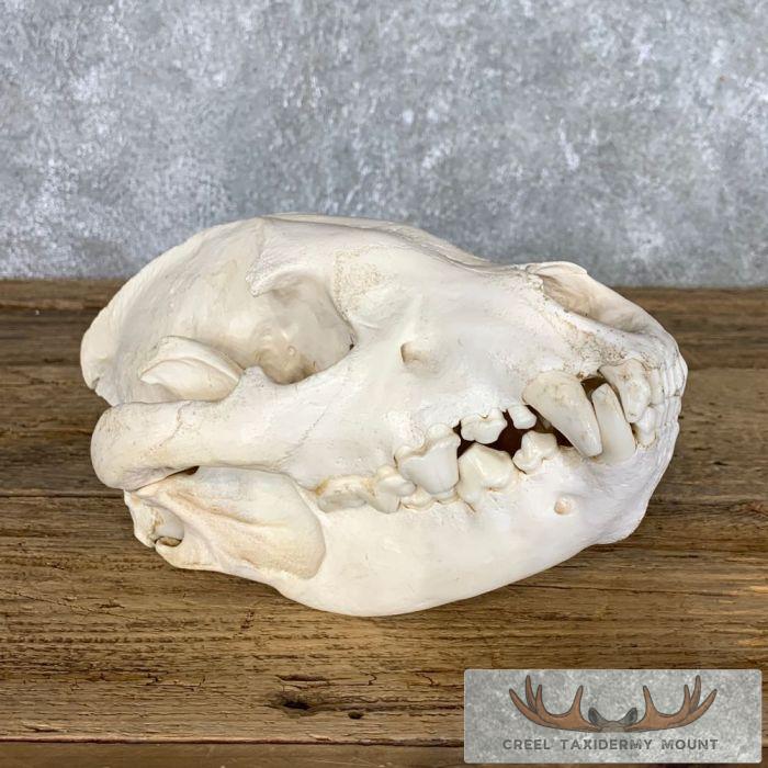 African Spotted Hyena Taxidermy Skull Mount For Sale