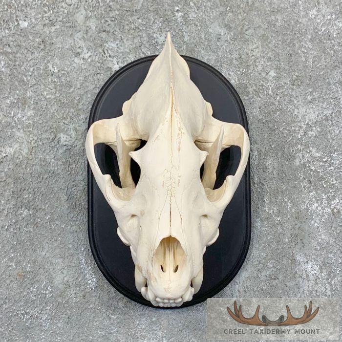 African Spotted Hyena Taxidermy Skull Mount For Sale