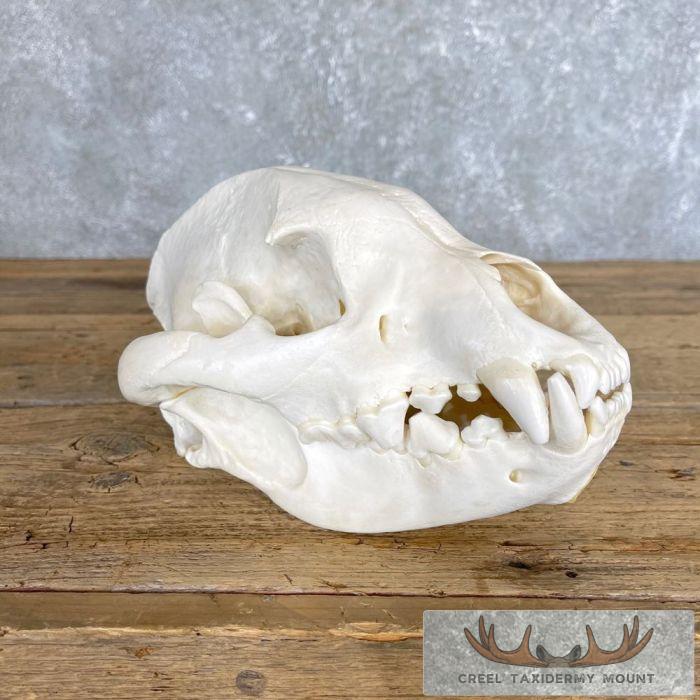 African Spotted Hyena Taxidermy Skull Mount For Sale