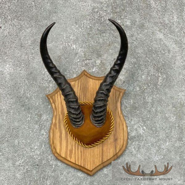 African Springbok Plaque Taxidermy Mount For Sale