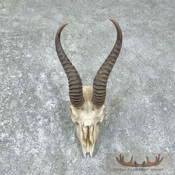 Springbok Skull & Horns European Mount