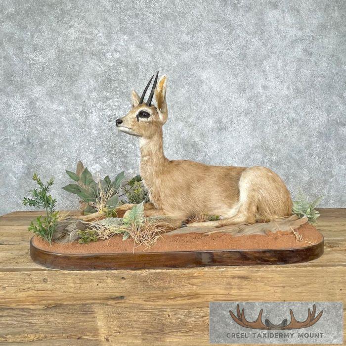 African Steinbok Life-Size Taxidermy Mount For Sale