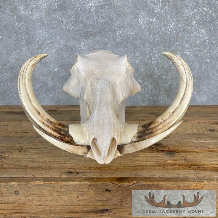 African Warthog Full Skull For Sale