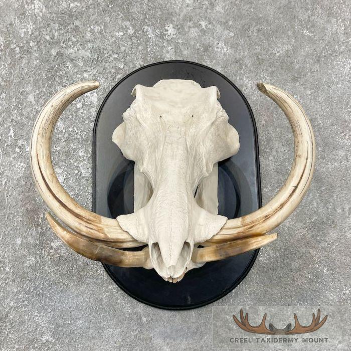 African Warthog Full Skull For Sale