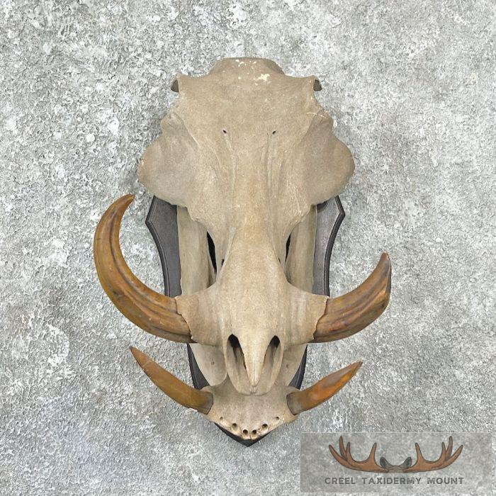 African Warthog Full Skull For Sale