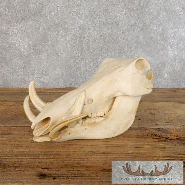 Warthog Skull & Tusks Taxidermy Mount For Sale