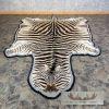 African Zebra Full-Size Taxidermy Rug For Sale